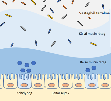 mucin réteg sematikus rajza