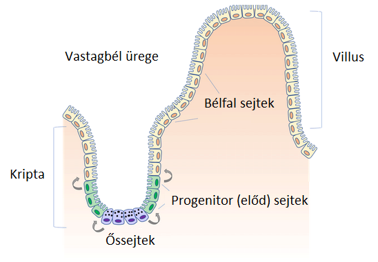 Az egyes bélfalsejt típusok elhelyezkedésének sematikus ábrázolása