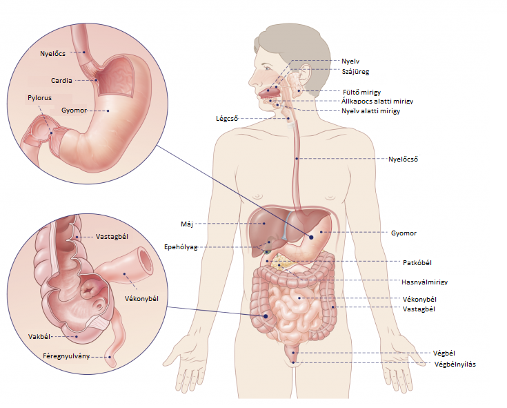 Az emésztőrendszer sematikusan ábrázolt felépítése