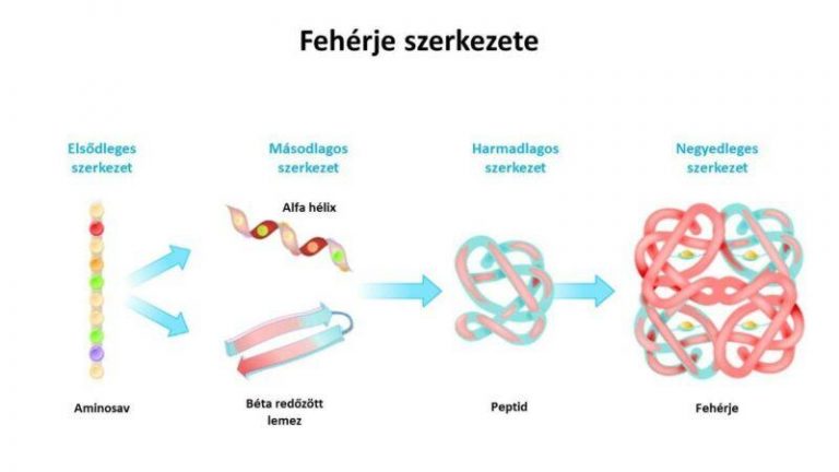 A fehérjék szerkezetének ábrázolása