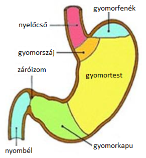 A gyomor sematikusan ábrázolt felépítése