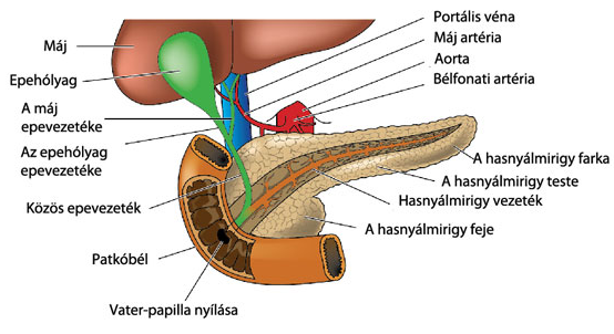 A hasnyálmirigy elhelyezkedésének és a vékonybélbe való beszájadzásának sematikus ábrázolása