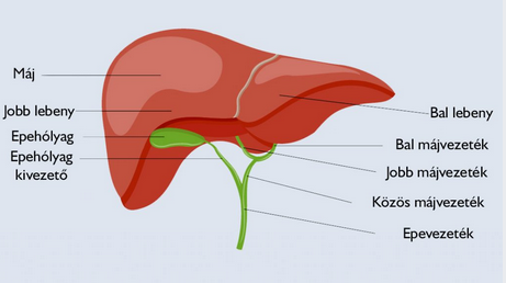 A máj és epehólyag sematikusan ábrázolt felépítése