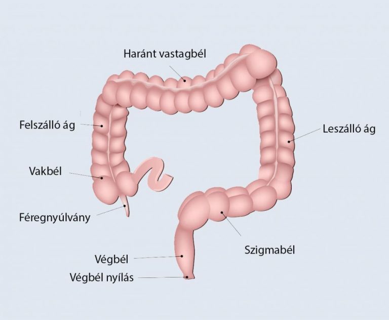 A vastagbél felépítésének sematikus ábrázolása