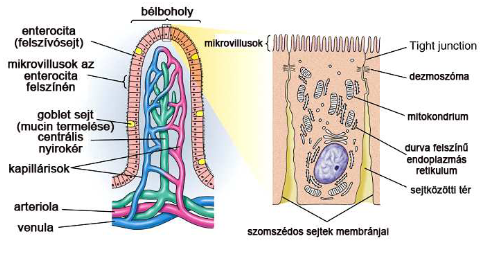 A vékonybél falának sematikusan ábrázolt felépítése
